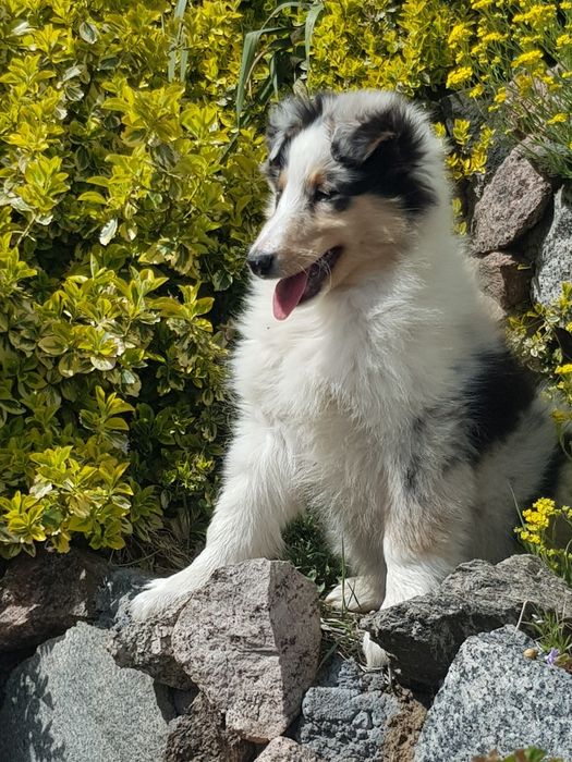 Owczarek szkocki collie