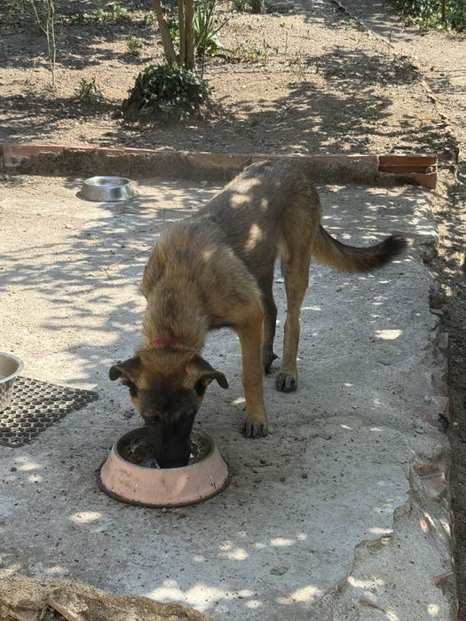 Cadela meia pastor belga malinois e serra de estrela