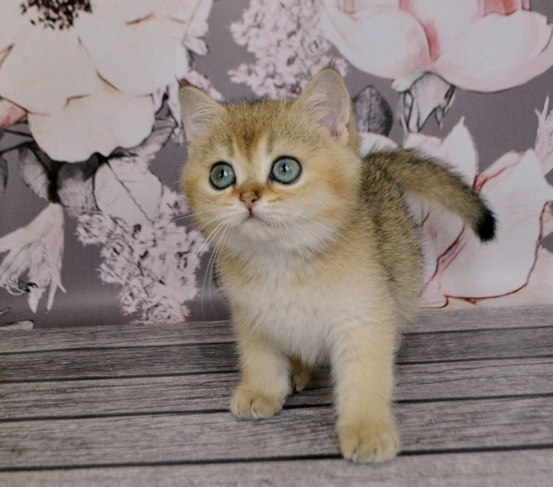 Котик, золотая шиншилла