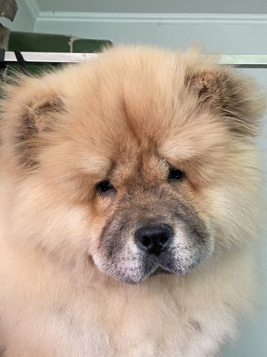 Шикарна дівчинка