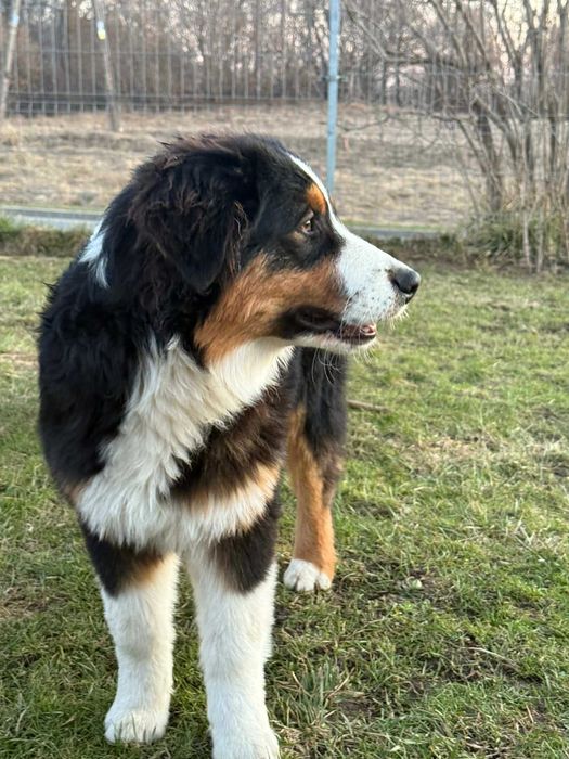 Zeus Kings of Dreams Owczarek Australijski