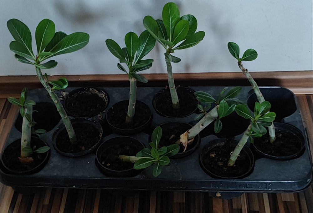 Adenium 8 roślin