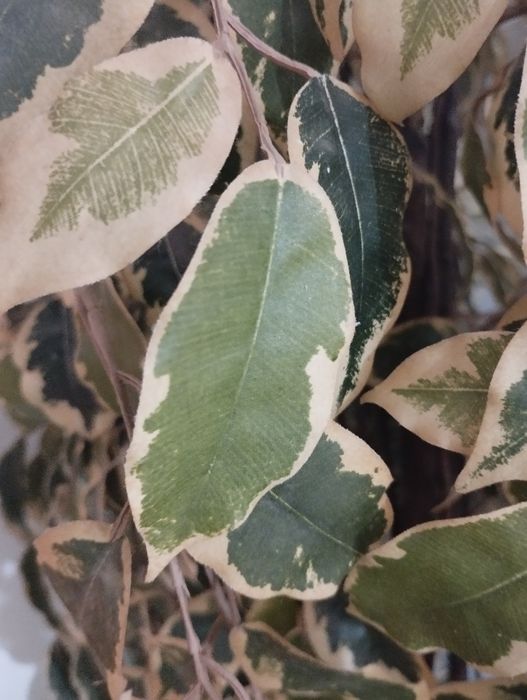 Planta Artificial Figo Chorão decoração