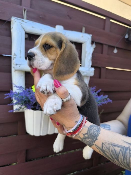 Beagle femea lindissima
