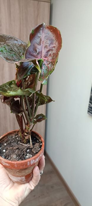Syngonium strawberry ice