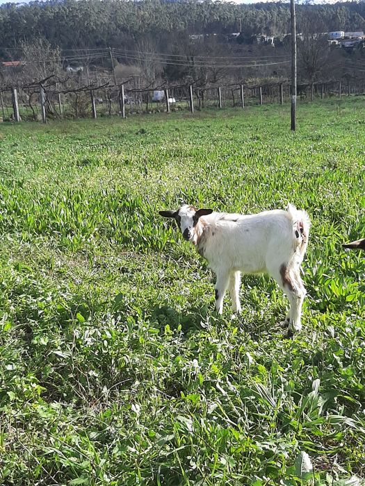 Vendo Cabrito de boa raça