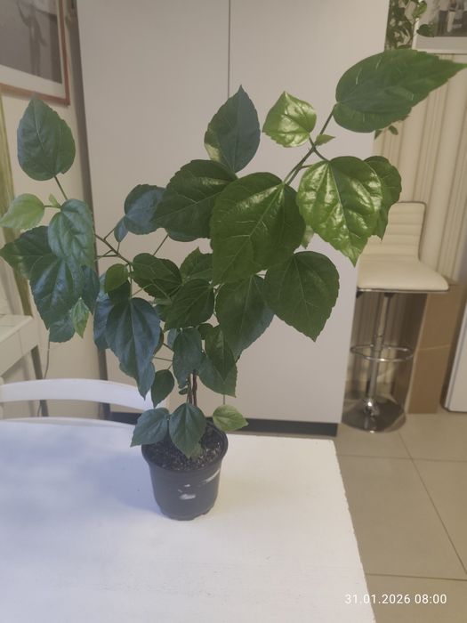 Hibiskus z doniczce.