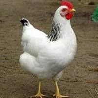 Інкубаційні Яйця Адлір Срібний