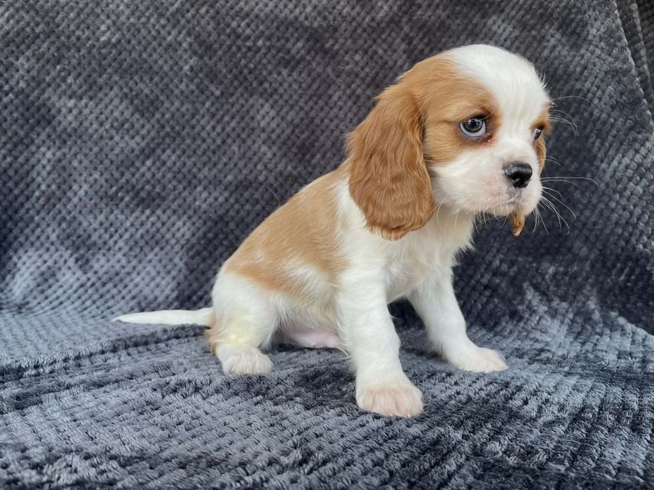 Cavalier King charles spaniel  piesek