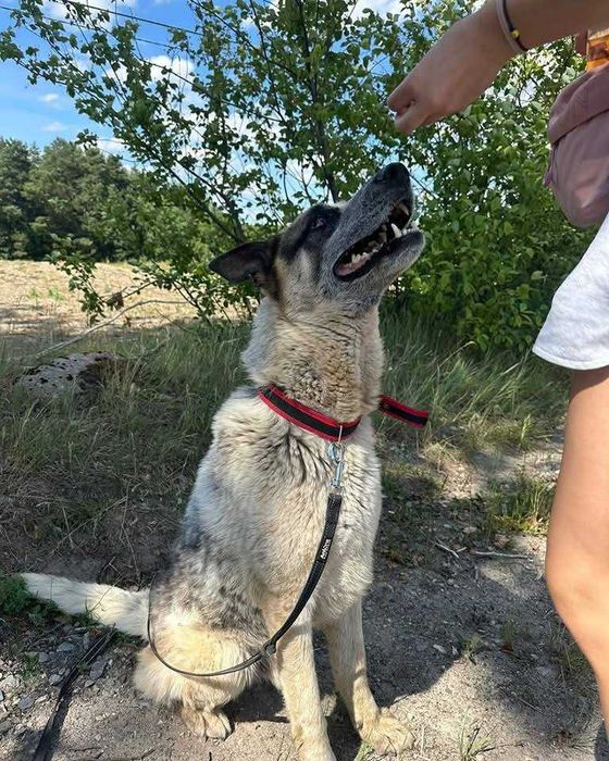 Ok. 3 letni pies Venom, łagodny w stosunku do dorosłych i dzieci