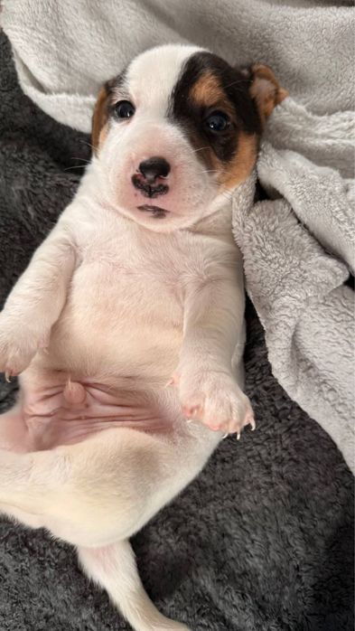 Jack Russell Terier
