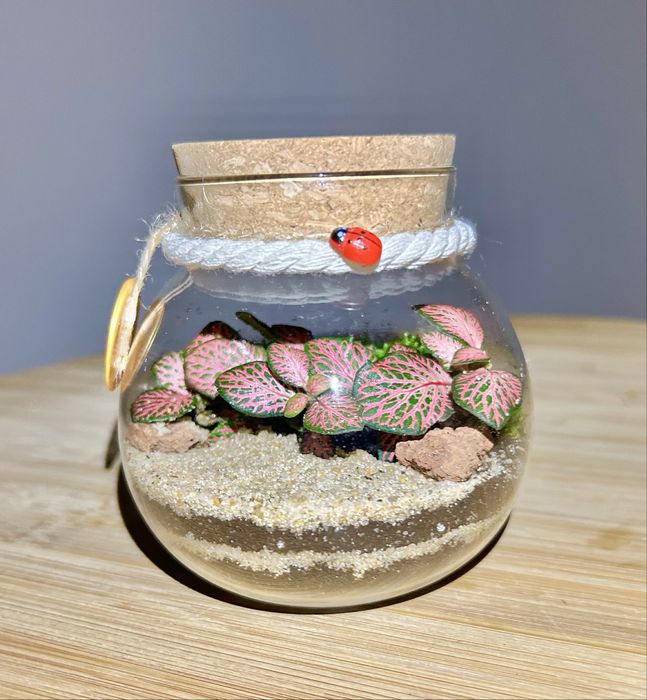 Terrários - plantas interiores