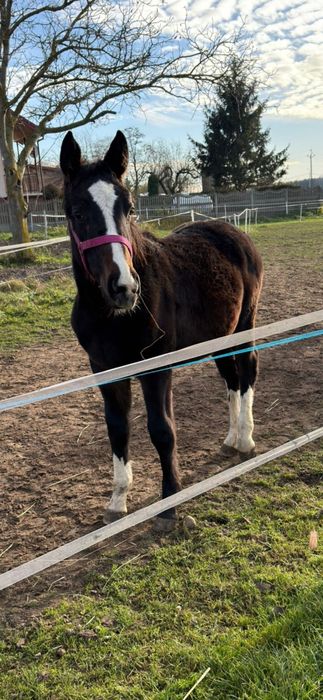 Źrebica śląska malowana