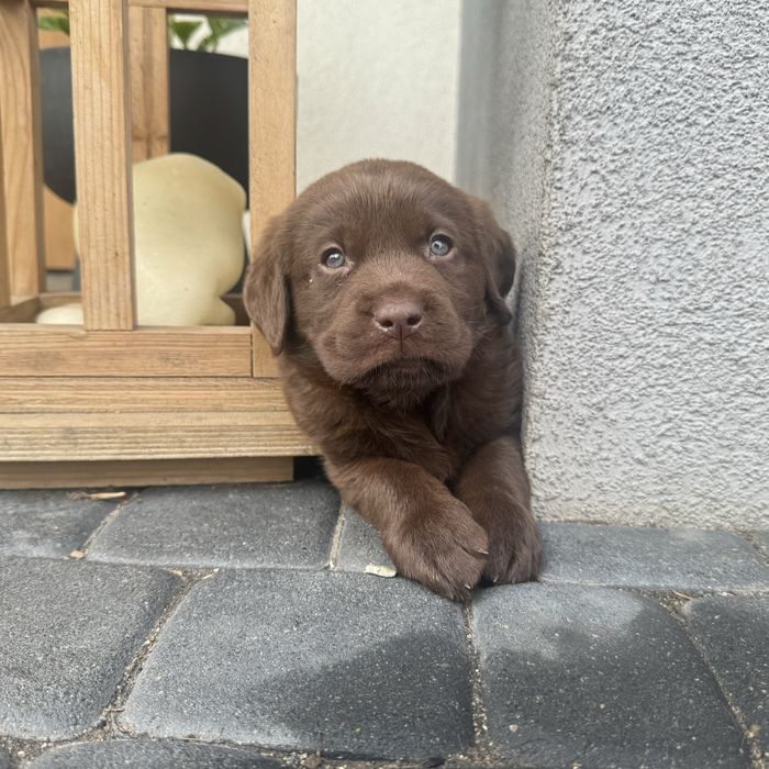 Labrador Retriever czekoladowy  pies gotowy na nowy dom