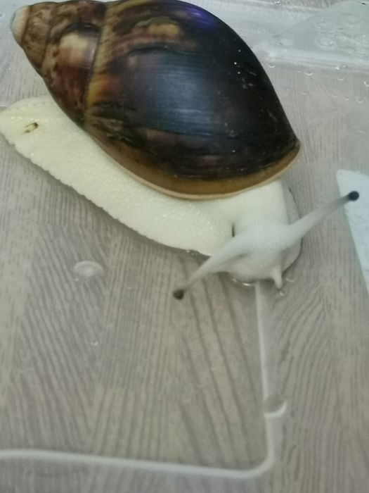Продам архахатини