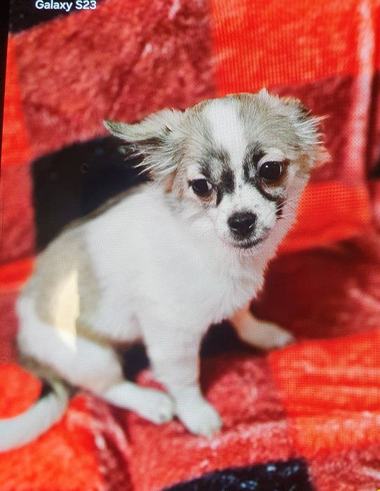 Продам щенка длиношерстная мини девочка