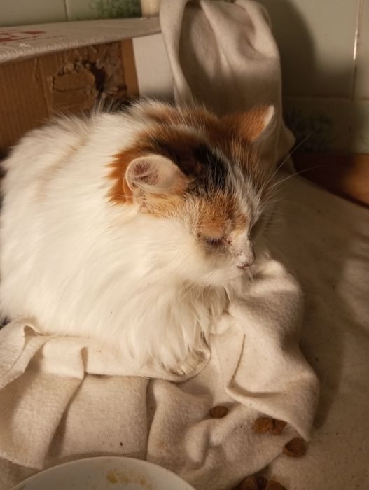 Спритна киця для мишей