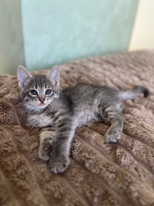 Віддам котик в добрі руки