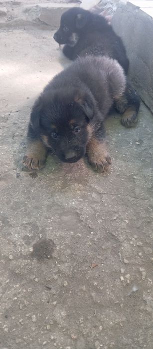 Продам двух щенков немецкой овчарки.