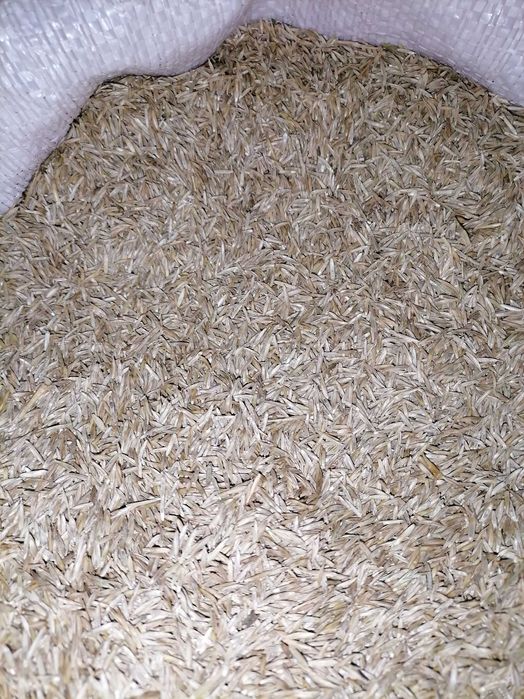 ŻycicaTrwała(bokser),Rajgras Angielski,trawa na trawnik, nasiona trawy