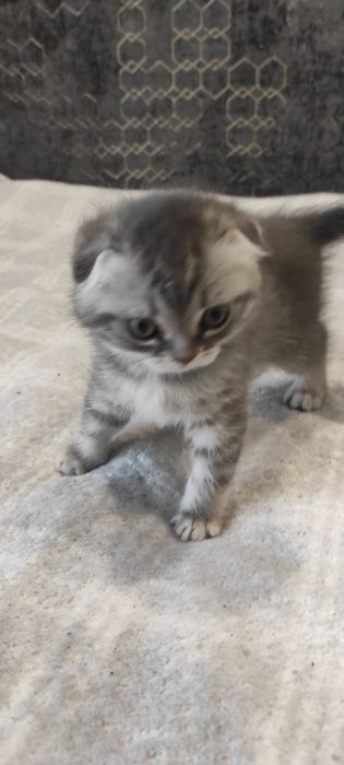 Шотландські висловухі кошенята ( колір Таббі )