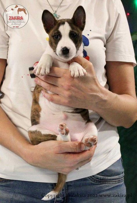 Szczenię Basenji po Multi Championie, WIOSNA-LATO 2026, ZAKIRA FCI