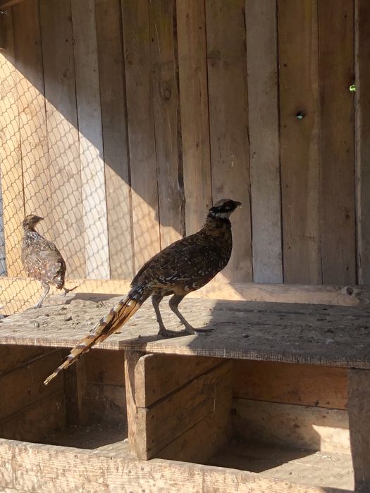 Фазани Королівські та Мисливські