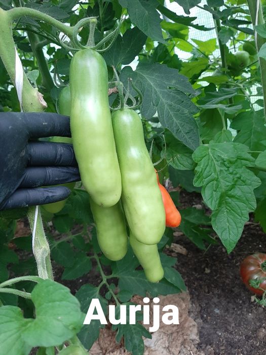 Nasiona pomidorów kolekcjonerskich