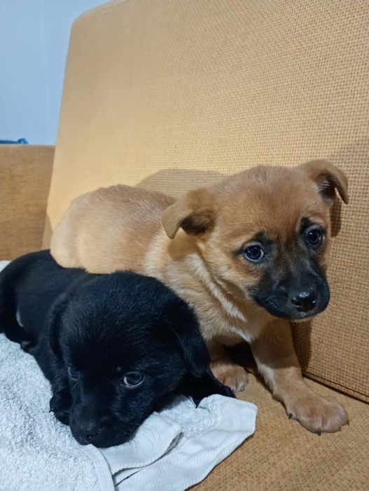 Oddam pieski:  suczka i piesek