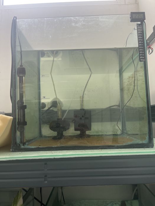 Casais Discus
