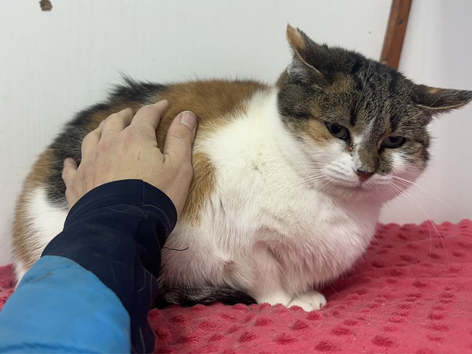 April - urocza kotka ze schroniska, ur. 2020