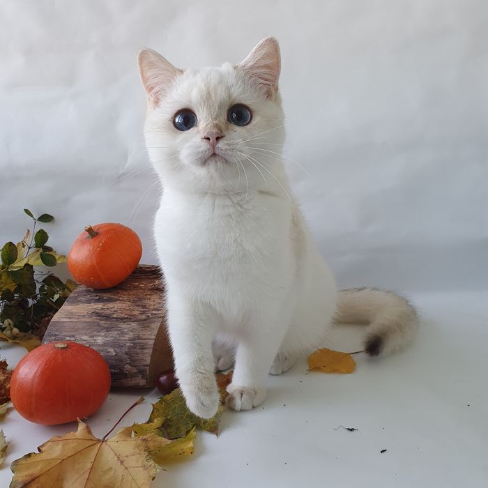 Киев Белый, черный, рыжий, золотой есть котята у нас всех окрасов. Кие