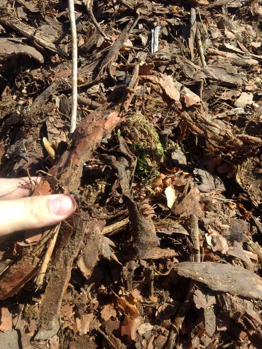 Obornik Bydlęcy, Dowóz, Kora pod borówkę