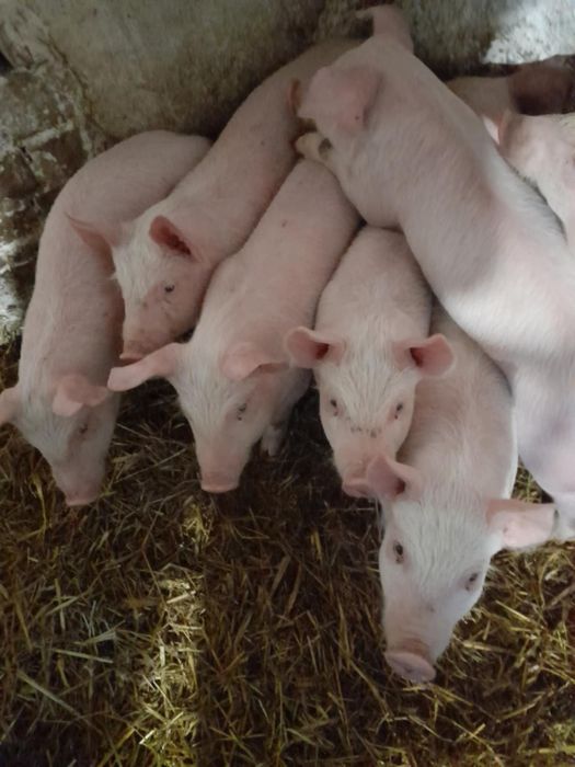 Продам Поросята 6-9тиждні
