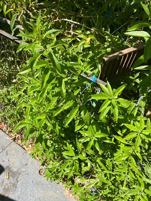 Limonete (Chá) para plantar