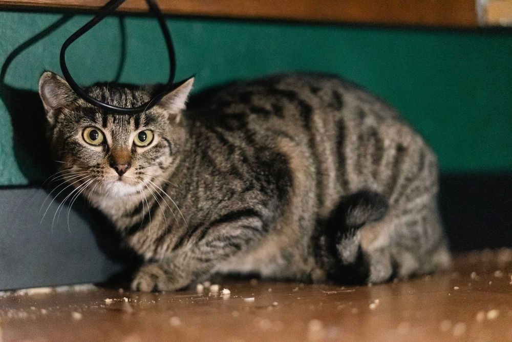 Kupimir szuka domu! Fundacja "Stawiamy na Łapy"