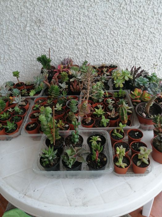 Suculentas e catos, vários preços.