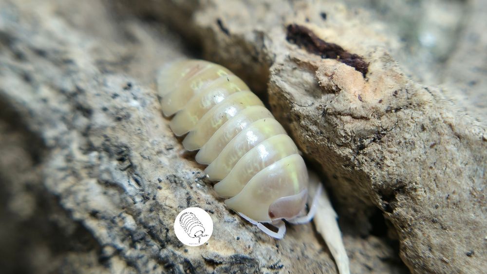 Isopody, prosionki Armadillidium Vulgare Albino T+