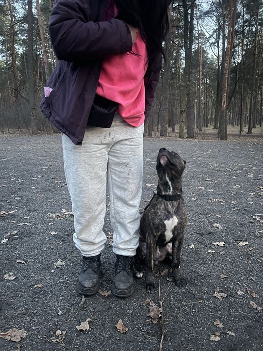 Кінолог, дресирування. Зоопсихолог.