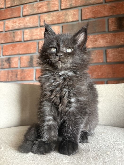 Kotka Maine Coon
