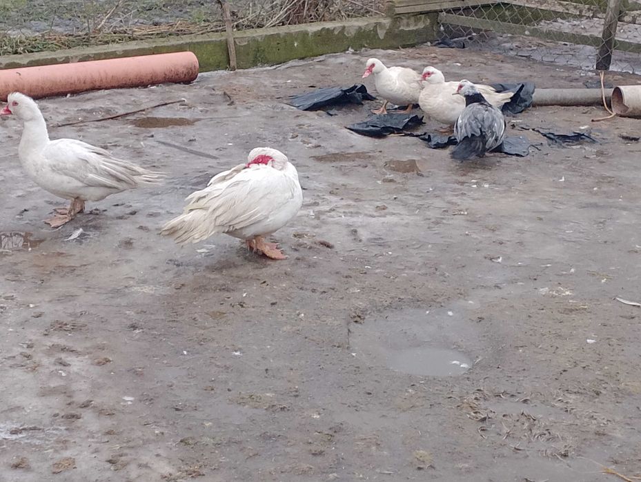 Ptaki kaczki koguty i inne