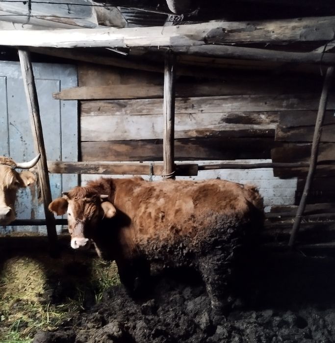 Vitela raça minhota pura