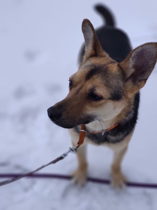 Kajko młody psiak szuka domu bez kotów i małych dzieci