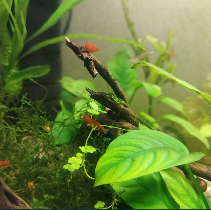 Креветки акваріумні черрі