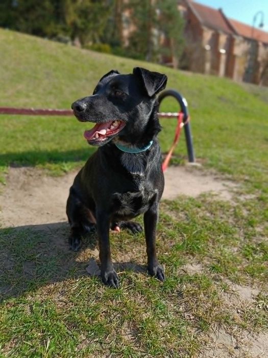Fajny psiak do adopcji