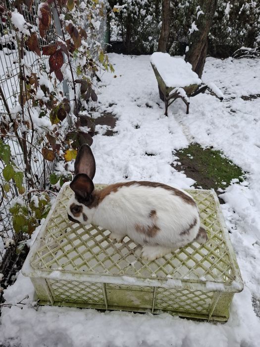 Srokacz srokacze samce