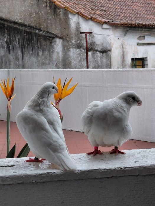 Excelente casal de pombos American Show Racer