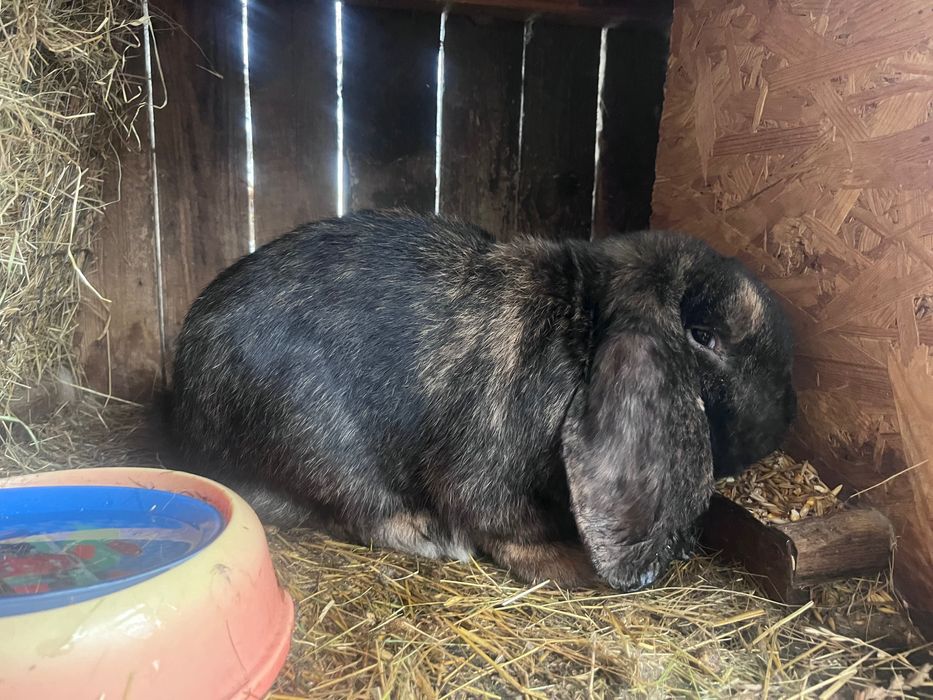 Кролик французький баран