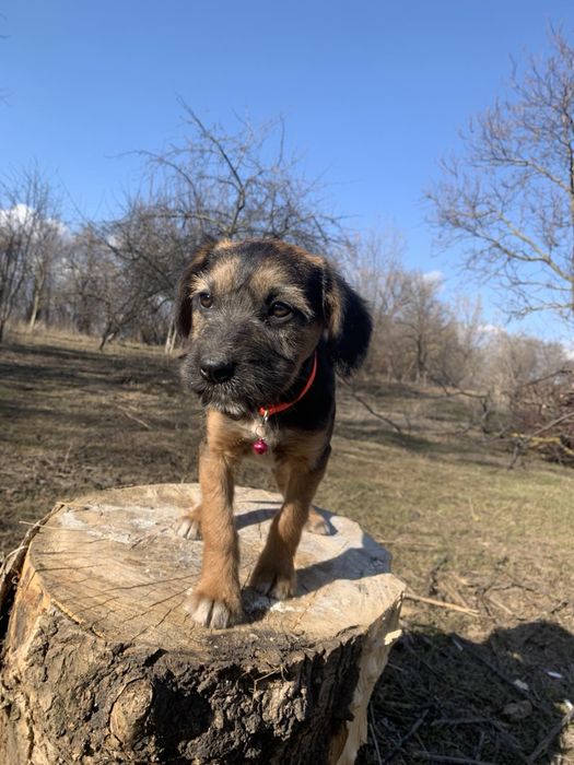 Цуценята привиті