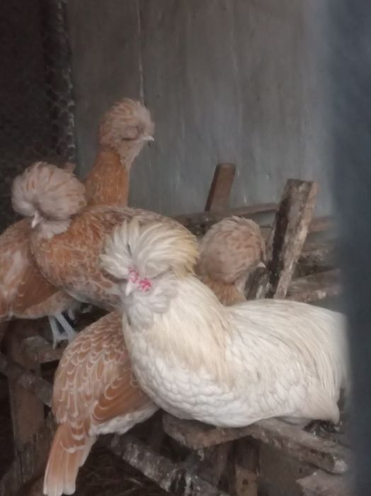 Jaja lęgowe czubatka  10 szt  wysyłka